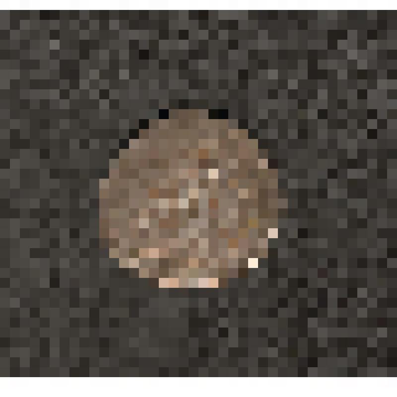 Монета. 5 копеек. Россия страна