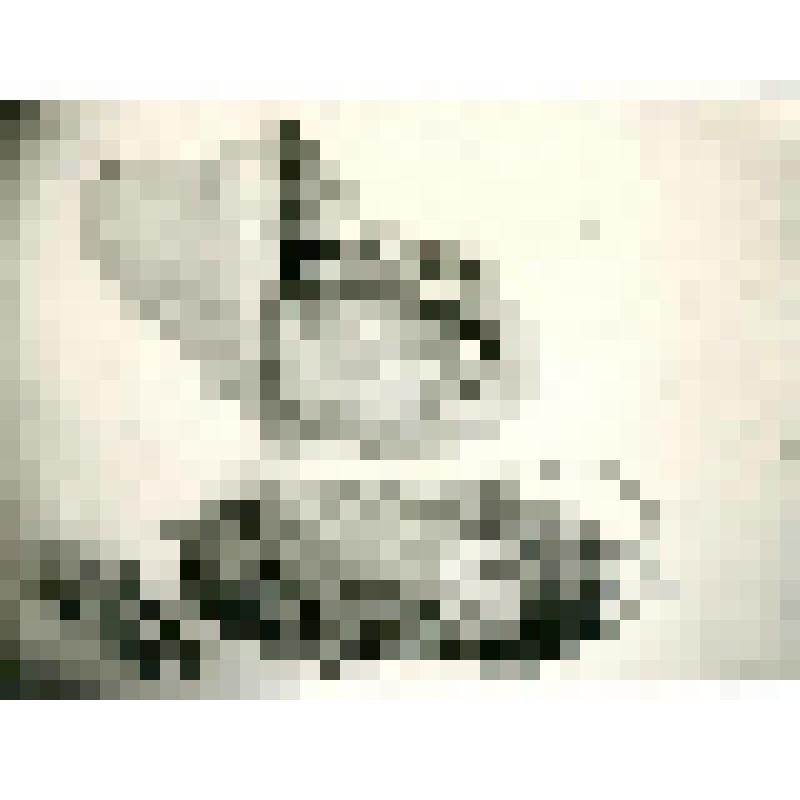 Фотография. Тунгусские зыбки