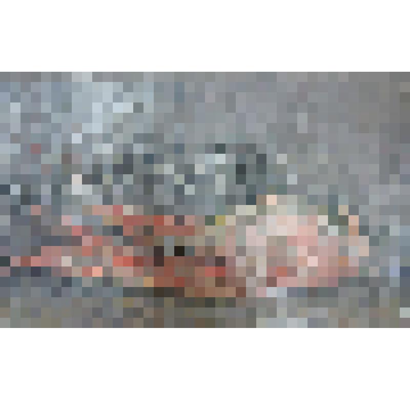 Мертвый попугай. (Из серии "Убитые птицы"), из серии "Убитые птицы"