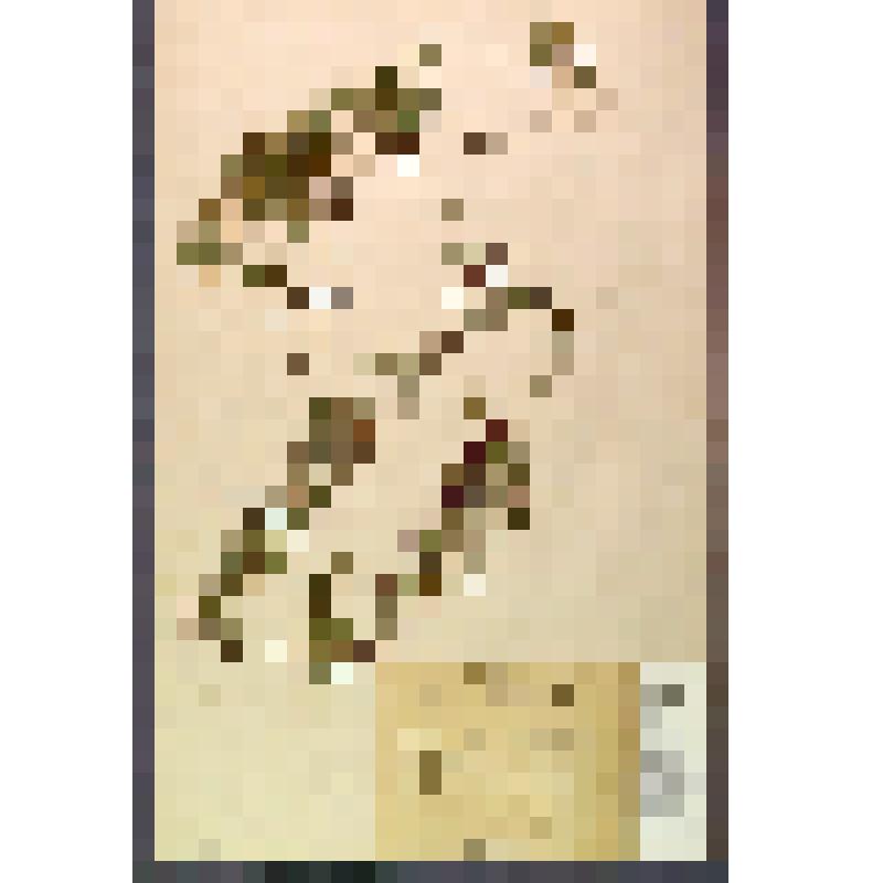 Лист гербарный. Тимьян байкальский (Thymus baicalensis)