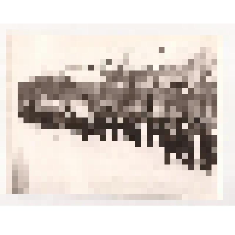 Фотография. Ноябрьская демонстрация