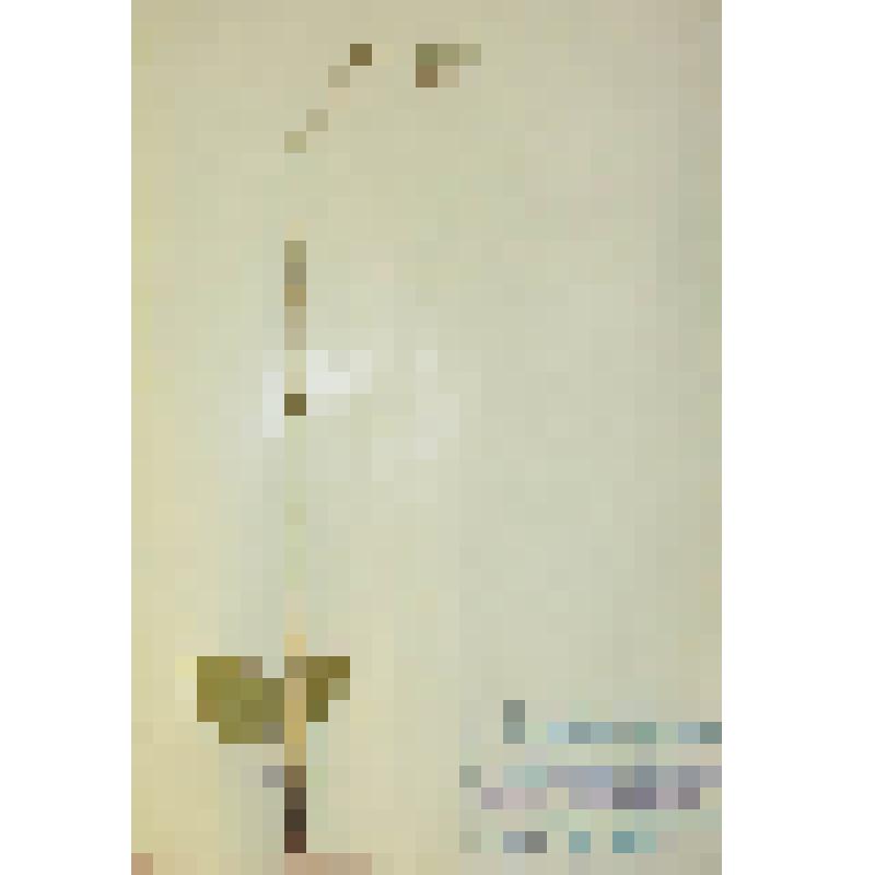 Синеголовник плосколистный Eryngium planum L