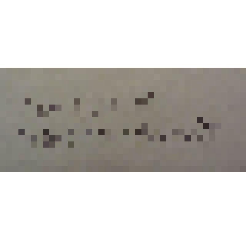 Синеголовник плосколистный Eryngium planum L