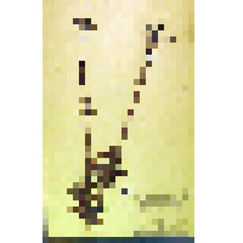 Лист гербарный. Валериана лекарственная (Valeriana officinalis)