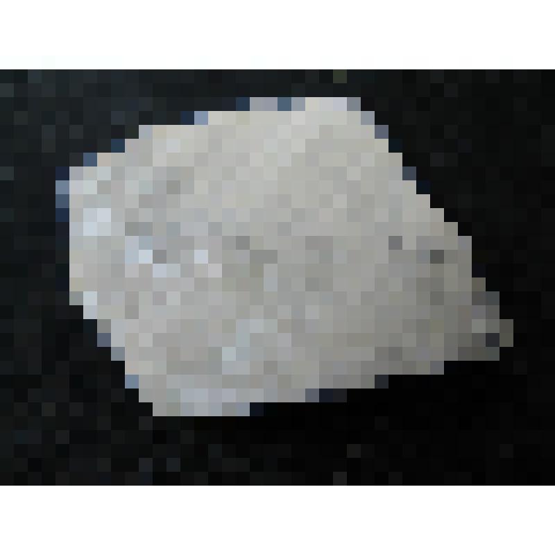 Обломок раковины двустворчатого моллюска