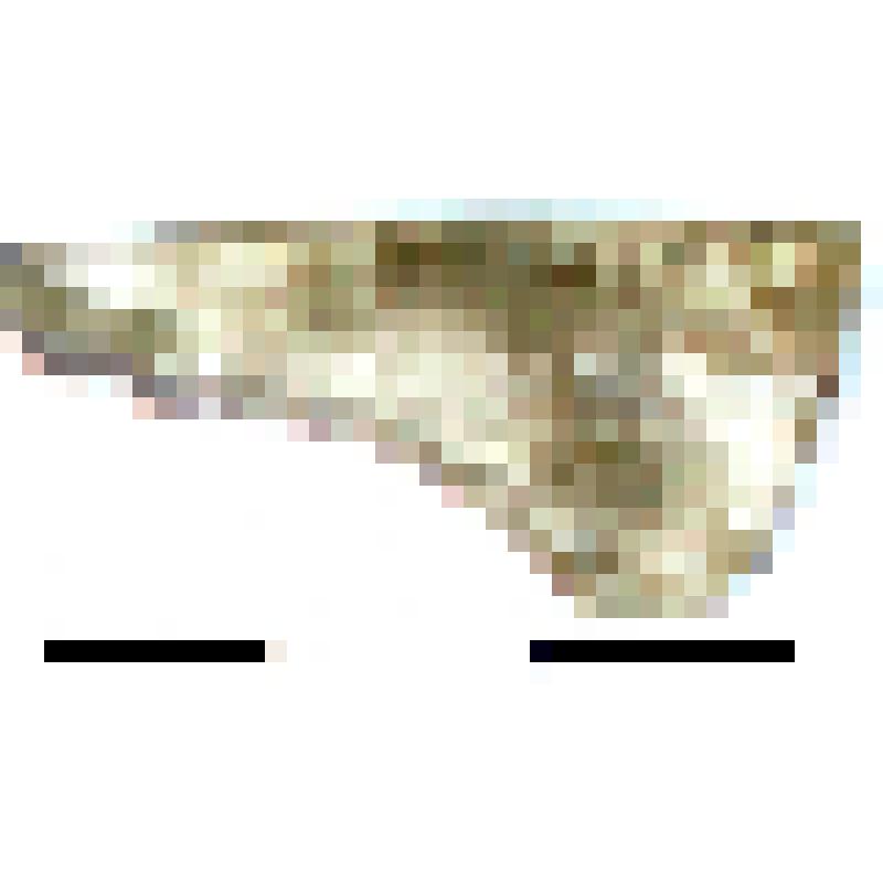 Венчик стеклянной тарелки, фрагмент