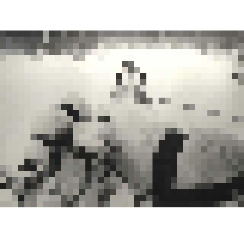 Фотография. На оленьей упряжке