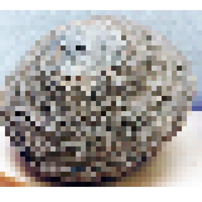 Геология. Конкреция сидеритизированного известняка