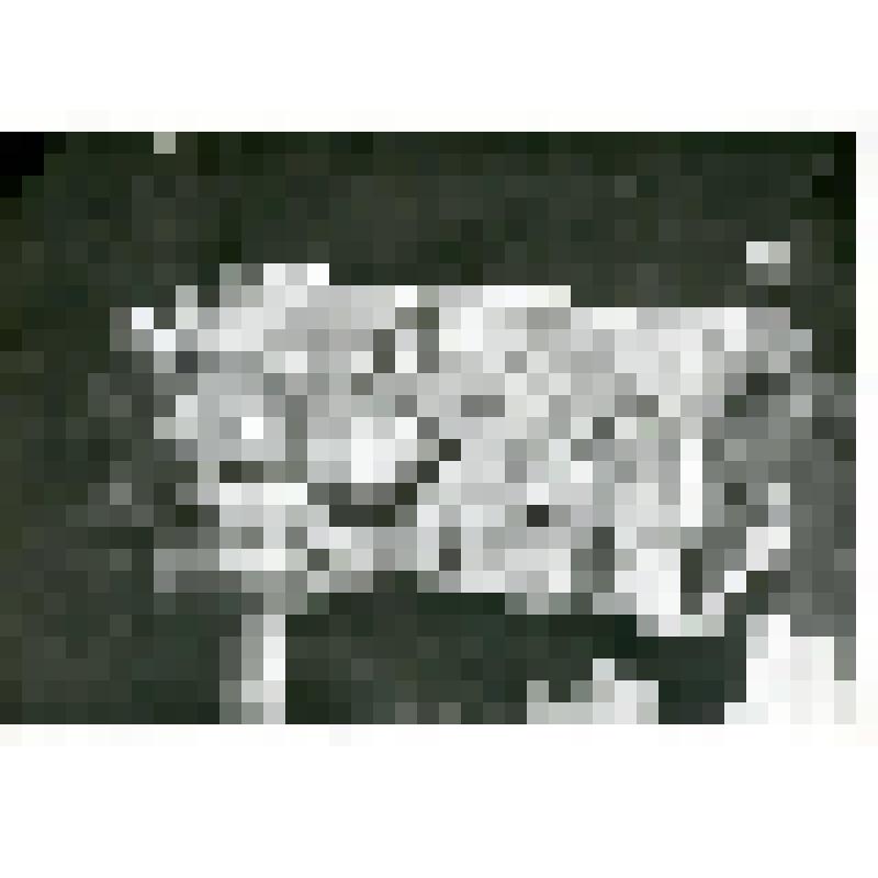 Фотография. Походный чемодан на нем медная чернильница, принадлежавшие И.Д. Черскому