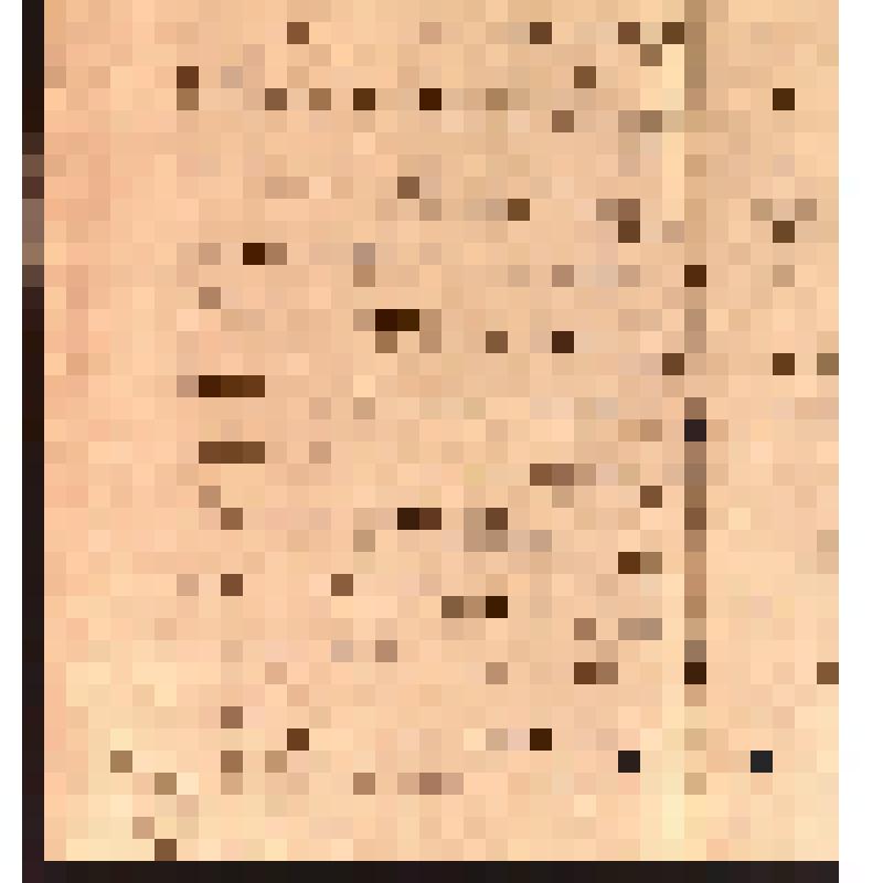 Прошение жительницы Черноисточинского завода крепостной Елены Санниковой от 17 января 1856 г. к Управляющему Нижнетагильскими заводами Павлу Николаевичу Шеленкову о возвращении сына Ермолая из рекрутов.
На 2-х листах