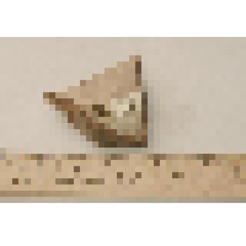 Фрагмент венчика амфоры