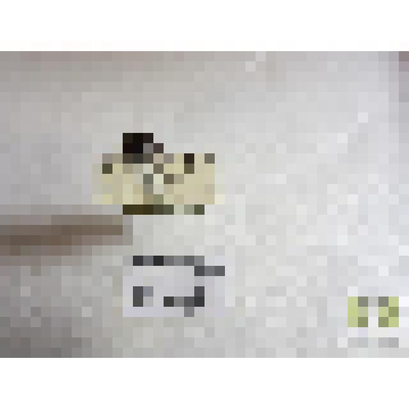 Пузанчик округлый (Hyphyepus ovatus L.)