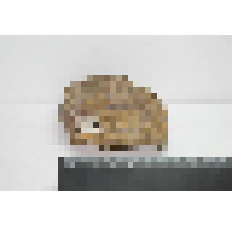 Окаменелость. Halisites cafenularia (возможно Halysites коралл, табулят)