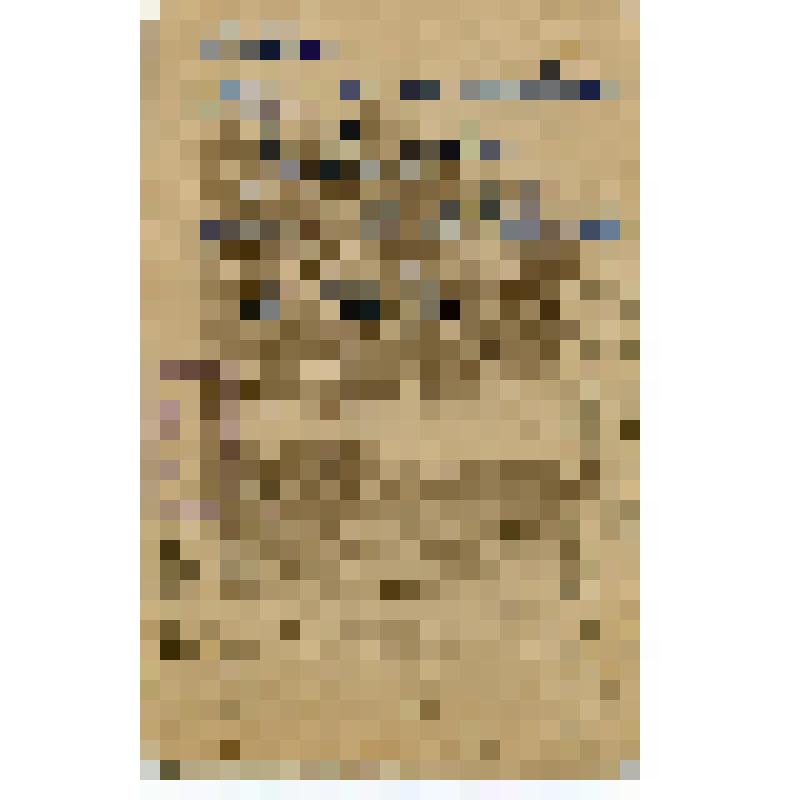 Фотография. Ольга Максимиллиановна Новикова - урожденная Левенштейн, по первому мужу Принц