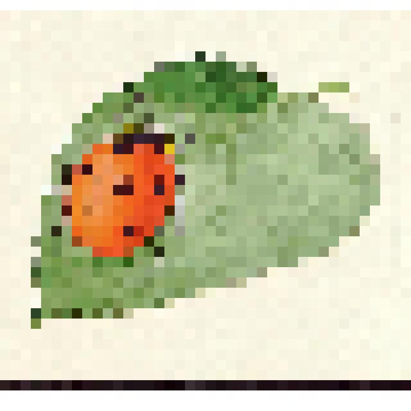 Метаморфоз божьей коровки. Взрослая форма