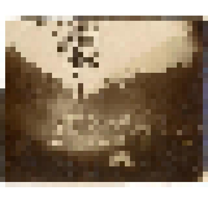 Фотография. Снимки лесной партии. Лесной пейзаж