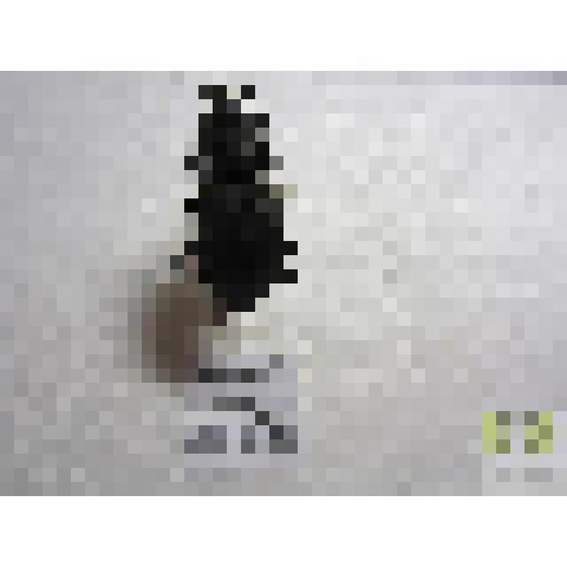 Жужелица садовая (Carabus hortensis L.)