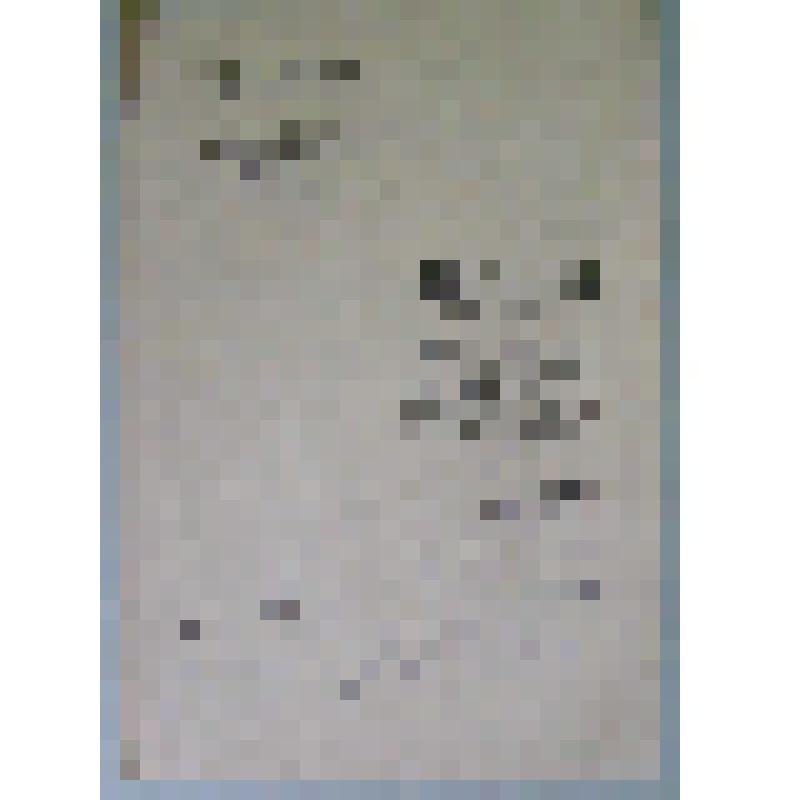 Программа. "Лауренсия" (Постановка - Хабаева И.М. Дирижер - Маймескул В.В. Художник - Тимин А.И.). Улан-Удэ, Бурят-Монгольский театр оперы и балета