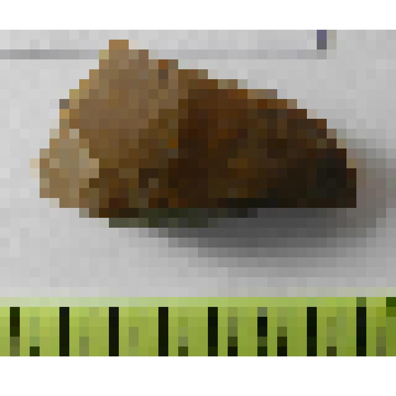 Резцовый отщеп