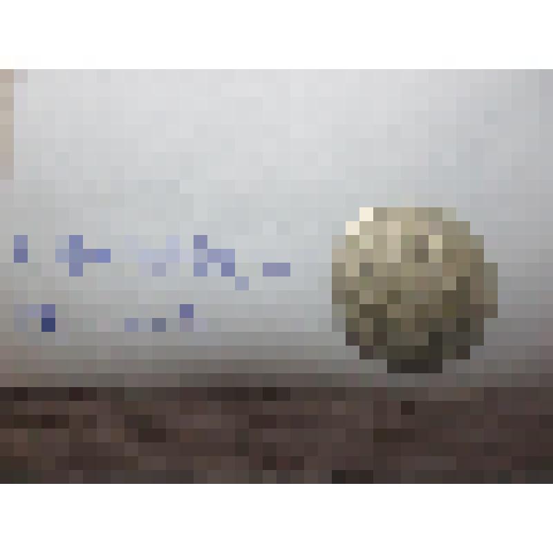 Монета достоинством в  10 (десять) грошей. Польша