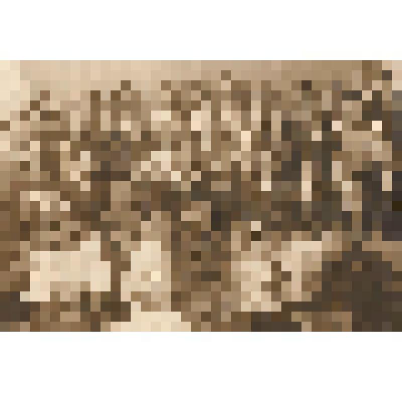 Фото групповое.Учащиеся 7 кл. школы д.Нечаевка