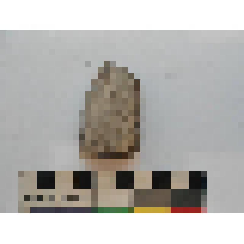 Археология. Фрагмент стенки сосуда, орнаментированный рядом круглых вдавлений