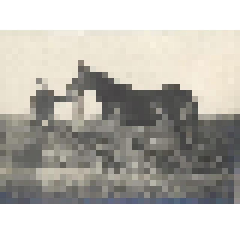 Фотография. Жеребец Косарь 2-х лет. 1925 г