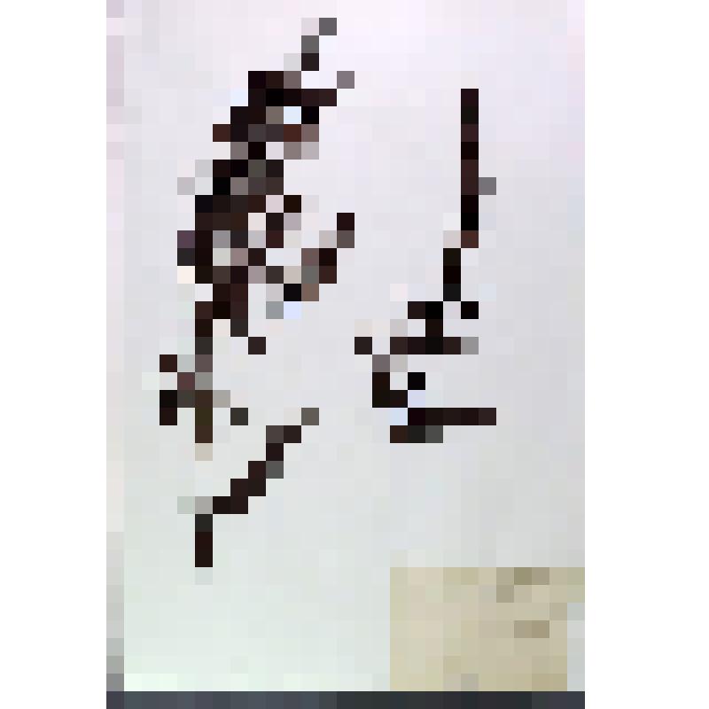 Лист гербарный. Вероника длиннолистная (Veronica longifolia)