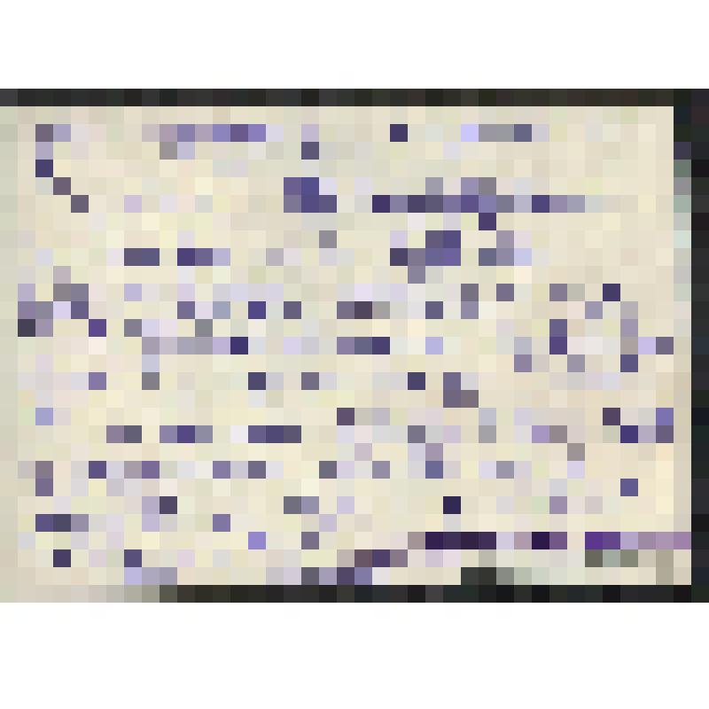 Фотография. Офицеры Ленинградского пограничного суворовского училища.1960-е годы