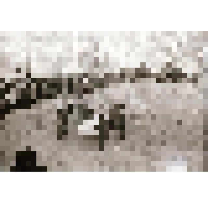 Фотонегатив  сюжетный. Закладка первого блока в фундамент первого дома опорного посёлка строителей Амурского завода азотных удобрений и нового города у с. Нижнетамбовское