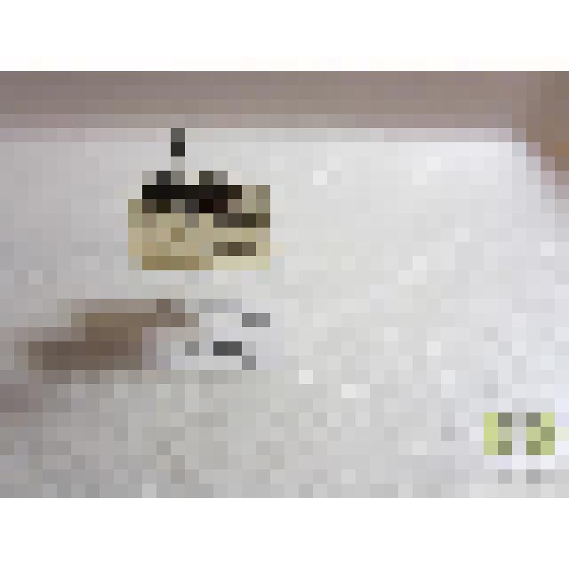 Клит скромный  (Chlorophorus figeratus Scop.)