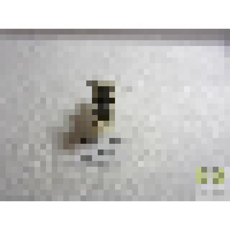 Усач булавобедрый (Acanthoderes clavipes Schrnk.)