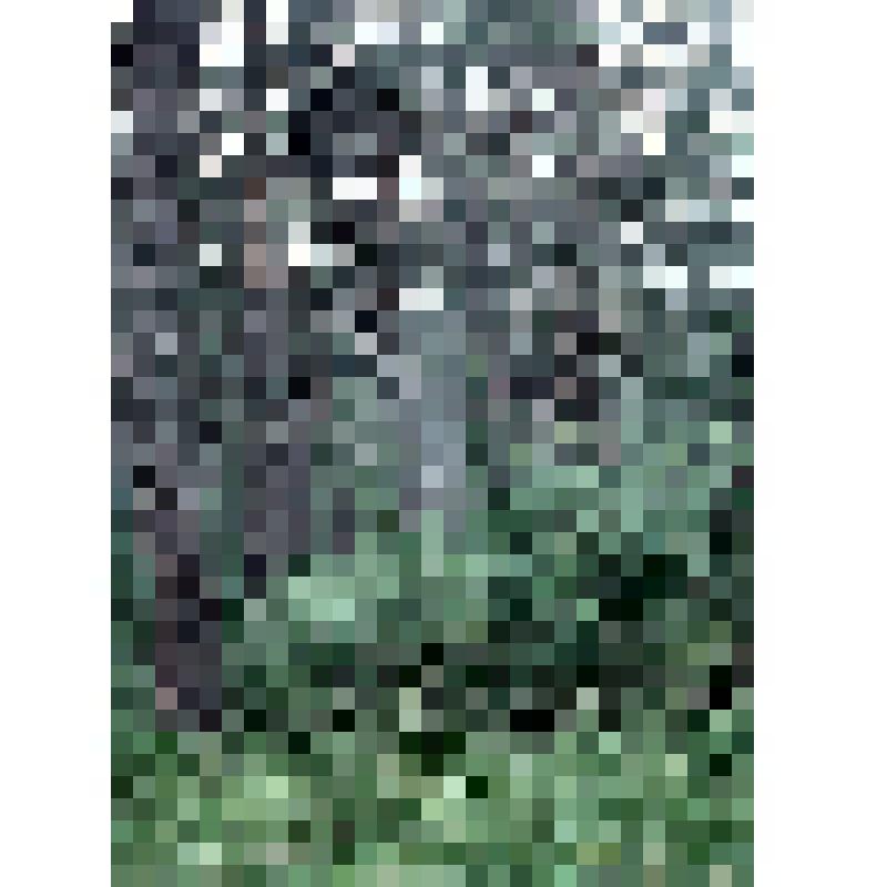 негатив. Сосновый лес. Окраина посёлка Лесное