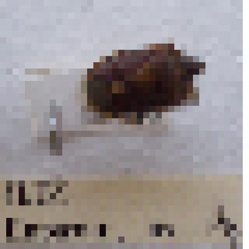 Класс: Насекомые (Insecta), Отряд: Полужесткокрылые - Клопы (Нemiptera), Семейство: Щитники (Pentatominae), Род: Доликорисы (Dolycoris)  "Щитник ягодный (Dolycoris baccarum, Linnaeus, 1758)"