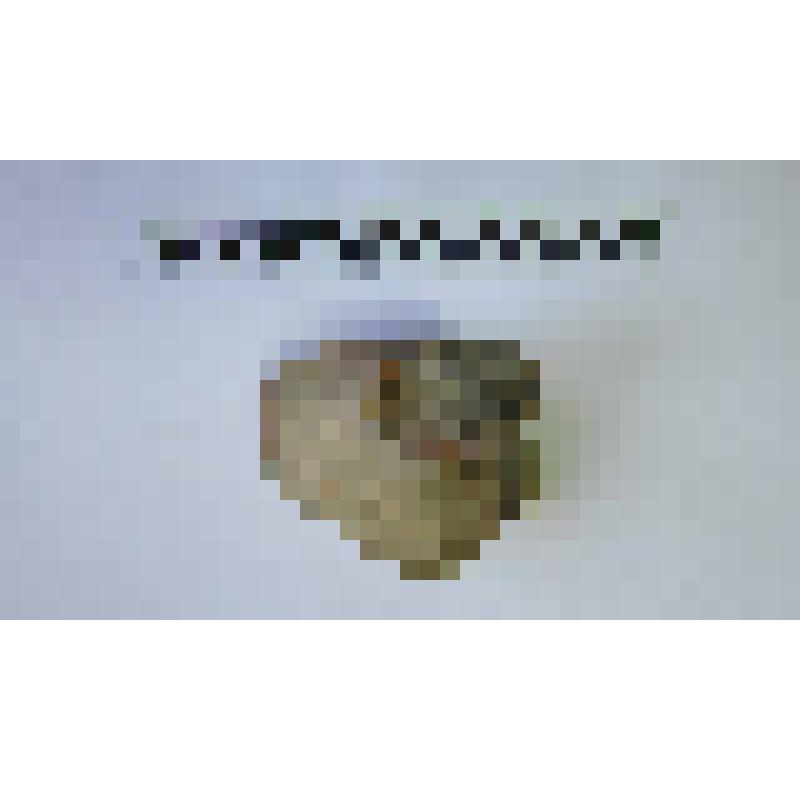 Ручка амфоры типа Зеест 72