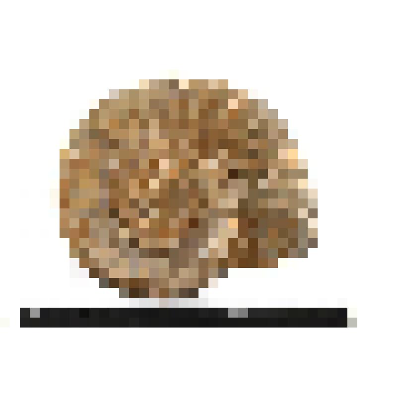 Аммонит. Pavlovia sp. Раковина