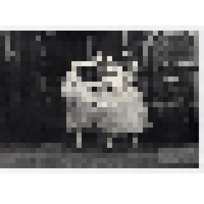 Фотография черно-белая. В.Климова, Л.Путинова, В.Соловьева, М.Арчуадзе в хореографической миниатюре "Па-де-катр" на муз. В.Беллини. Спектакль: «Цикл "Классицизм - Романтизм"».  Постановщик: Якобсон Леонид Вениаминович.  Премьера: 1971. Ансамбль "Хореограф