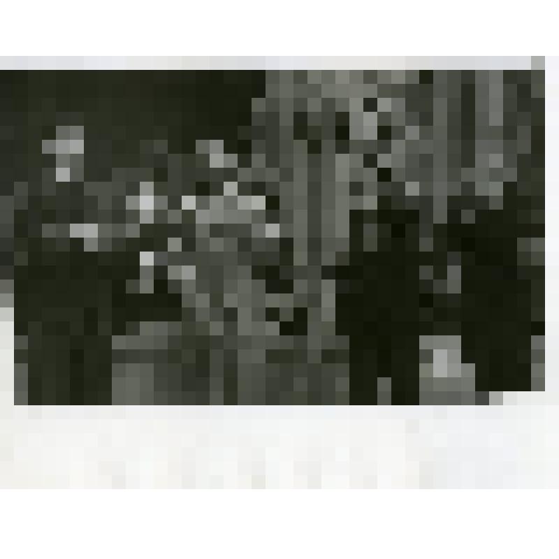 Фотография сюжетная. Вручение комсомольской организации г. Дивногорска ордена Трудового Красного Знамени. 29 октября 1968 г