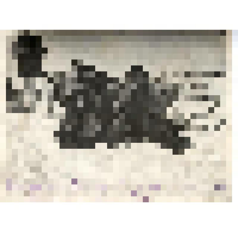 "Пионеры-ламуты В.-Тундровского р-на. 1937 год". Фотография черно-белая