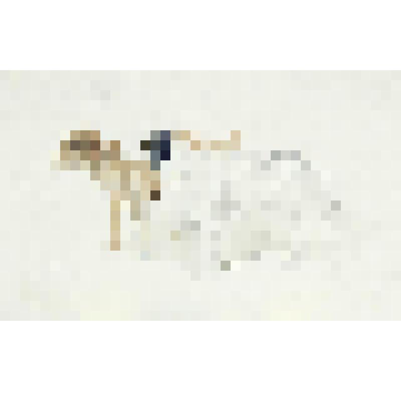 Охотничьи собаки. Лист 26. Из серии "Рисунки из альбомов"