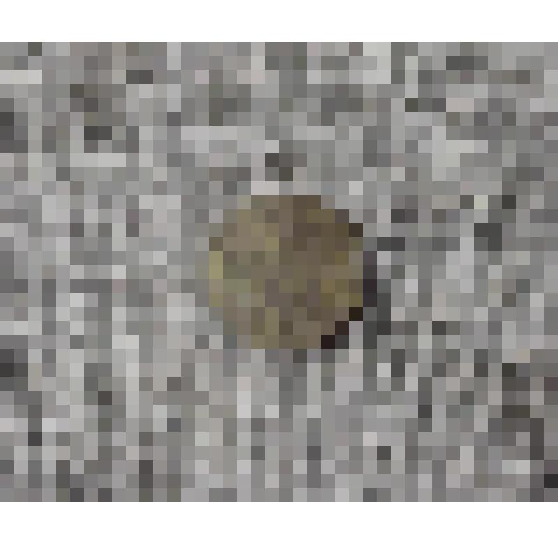 Монета. Две копейки