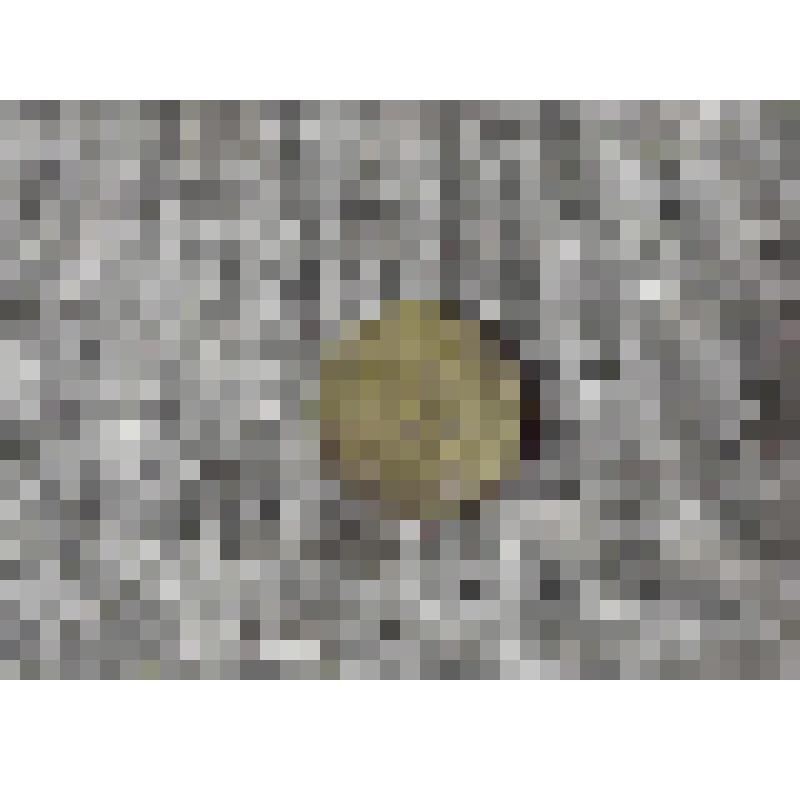 Монета. Две копейки