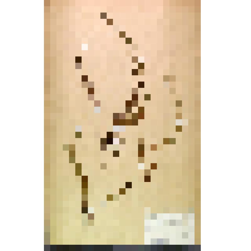 Лист гербарный. Незабудка (Myosotis)