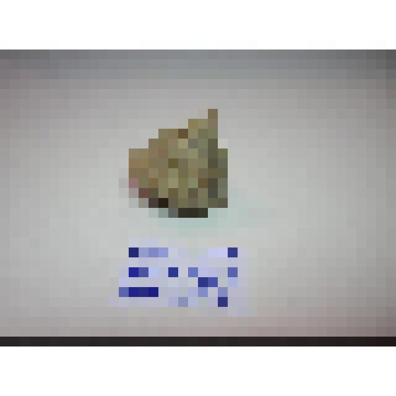 Моллюска брюхоногого Pleurotomaria раковина