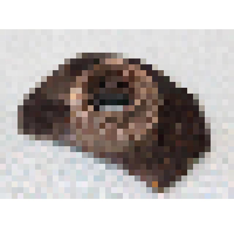 Чернильница. Фрагмент