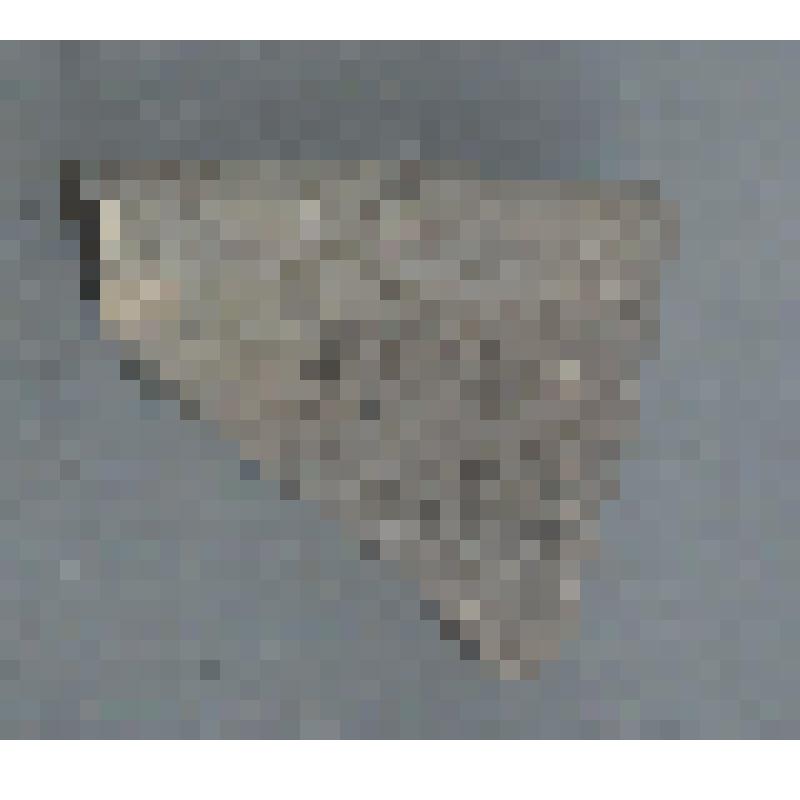 Сосуда белоглиняного мореного венчика фрагмент