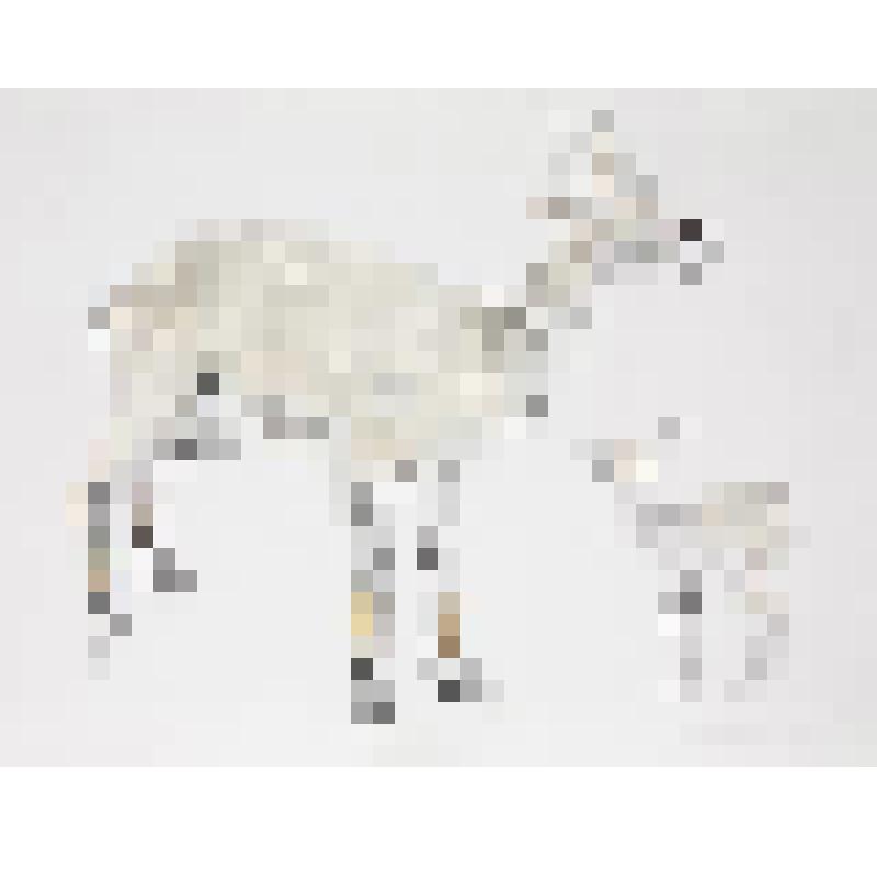 Голубой баран. Серия "Зоопитомник". Графическая работа