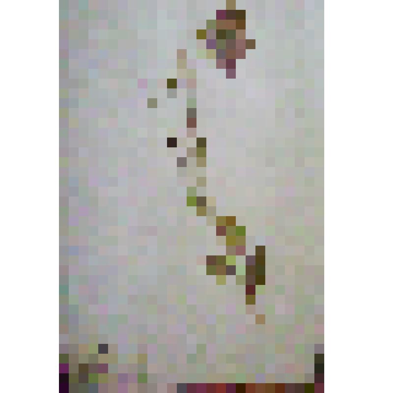 Лист 7 гербария растений китайской провинции Хэйлунцзян, г. Сюньке.  Колокольчик