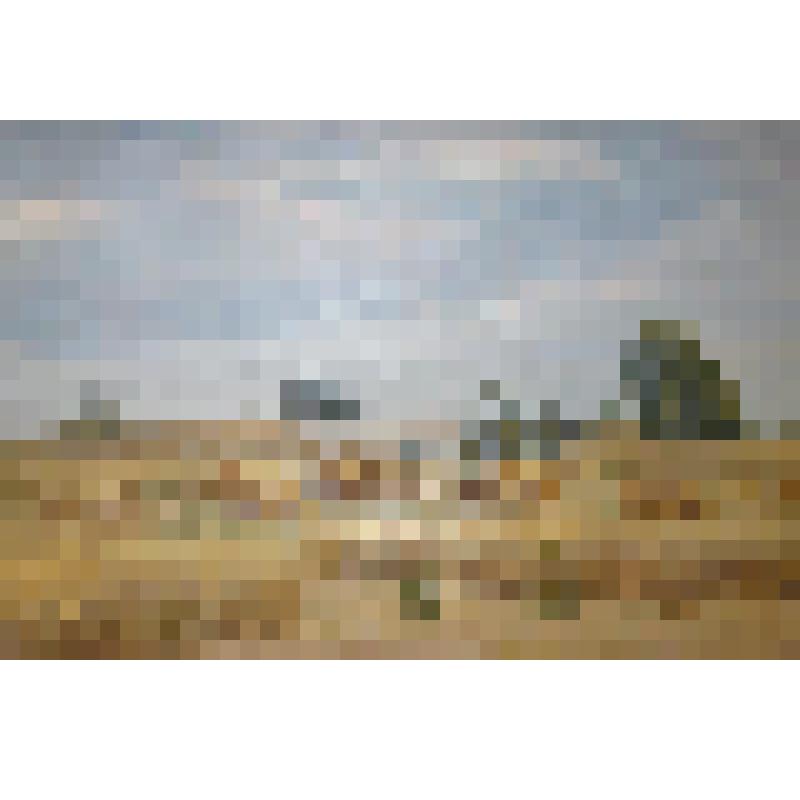 Картина. Лето. Поле