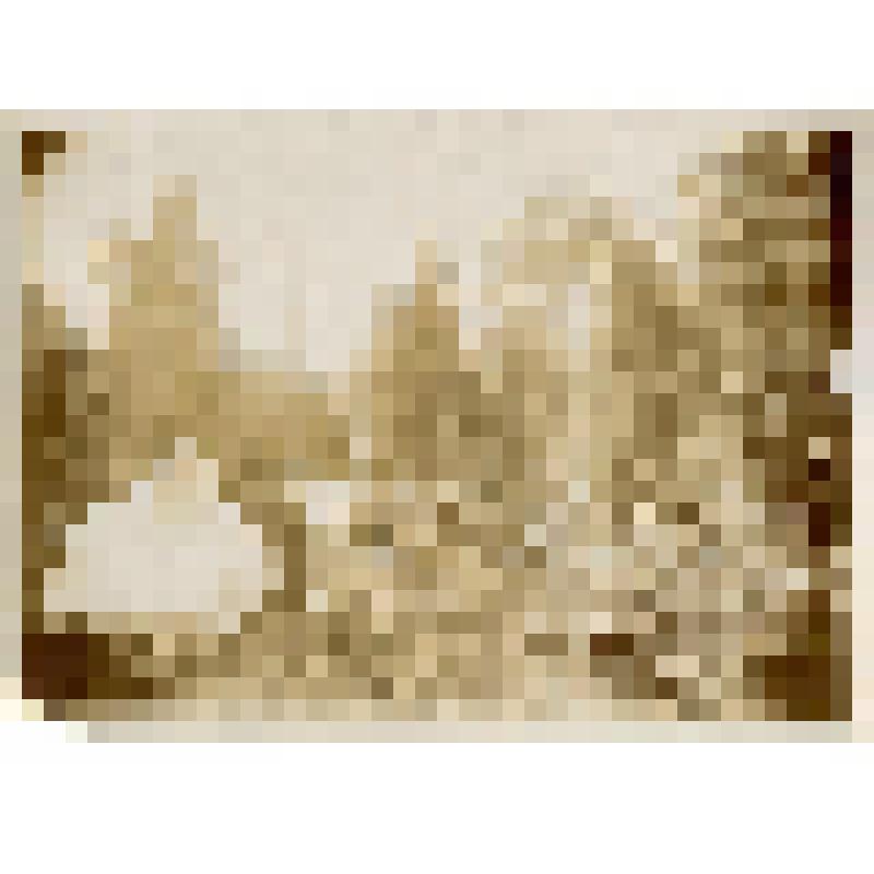 Фотография. Снимки лесной партии. Стоянка в лесу